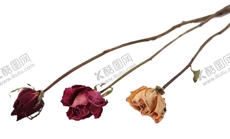 编号：40310910201721176586【酷图网】源文件下载-免抠背景干花枯花