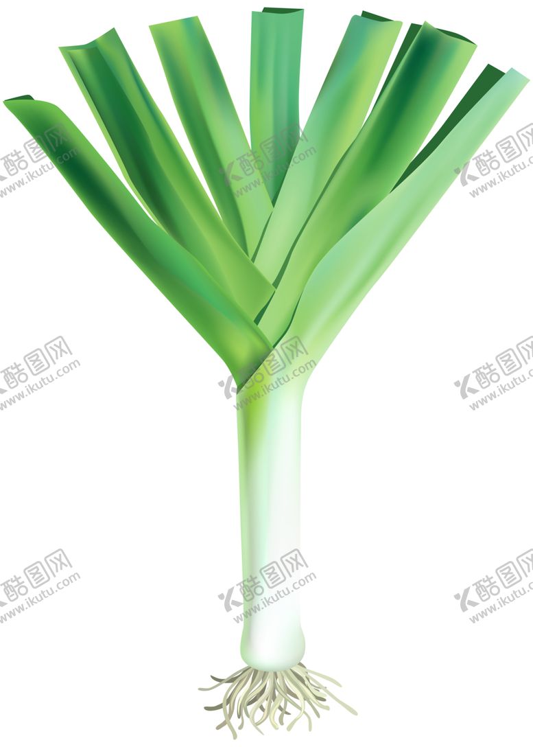 编号：81762405082008131314【酷图网】源文件下载-大葱
