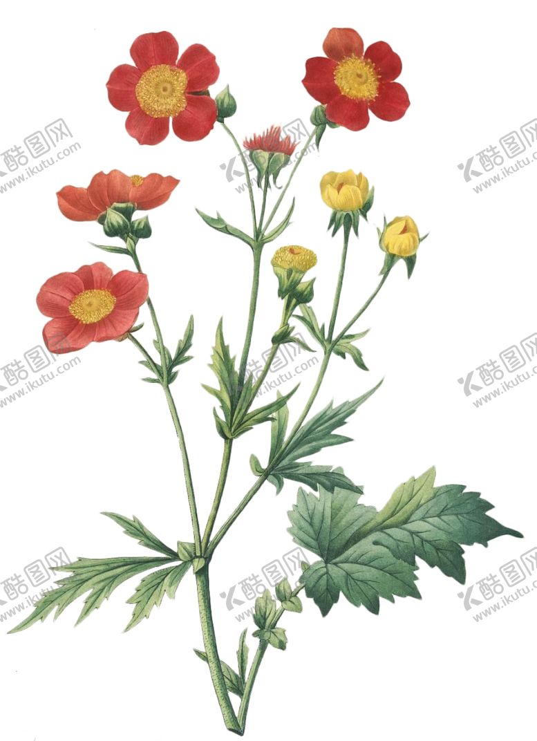 编号：23942410251431353622【酷图网】源文件下载-复古花