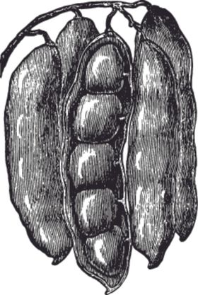 素描手绘蔬菜