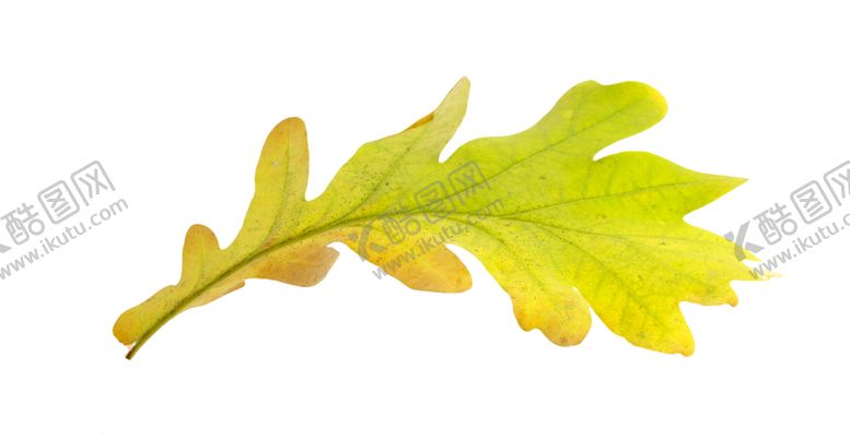 编号：66181709171330323600【酷图网】源文件下载-枫叶