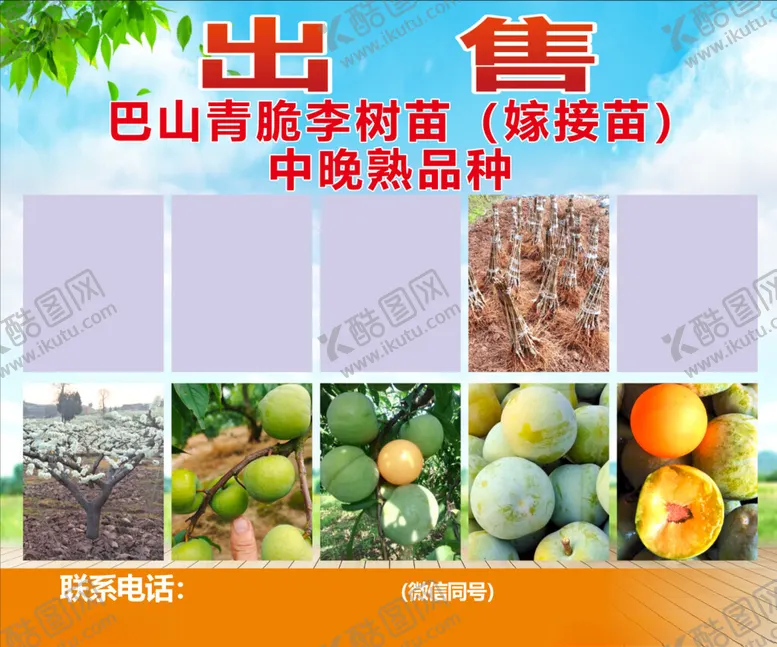 编号：50797201271928477192【酷图网】源文件下载-巴山青脆李