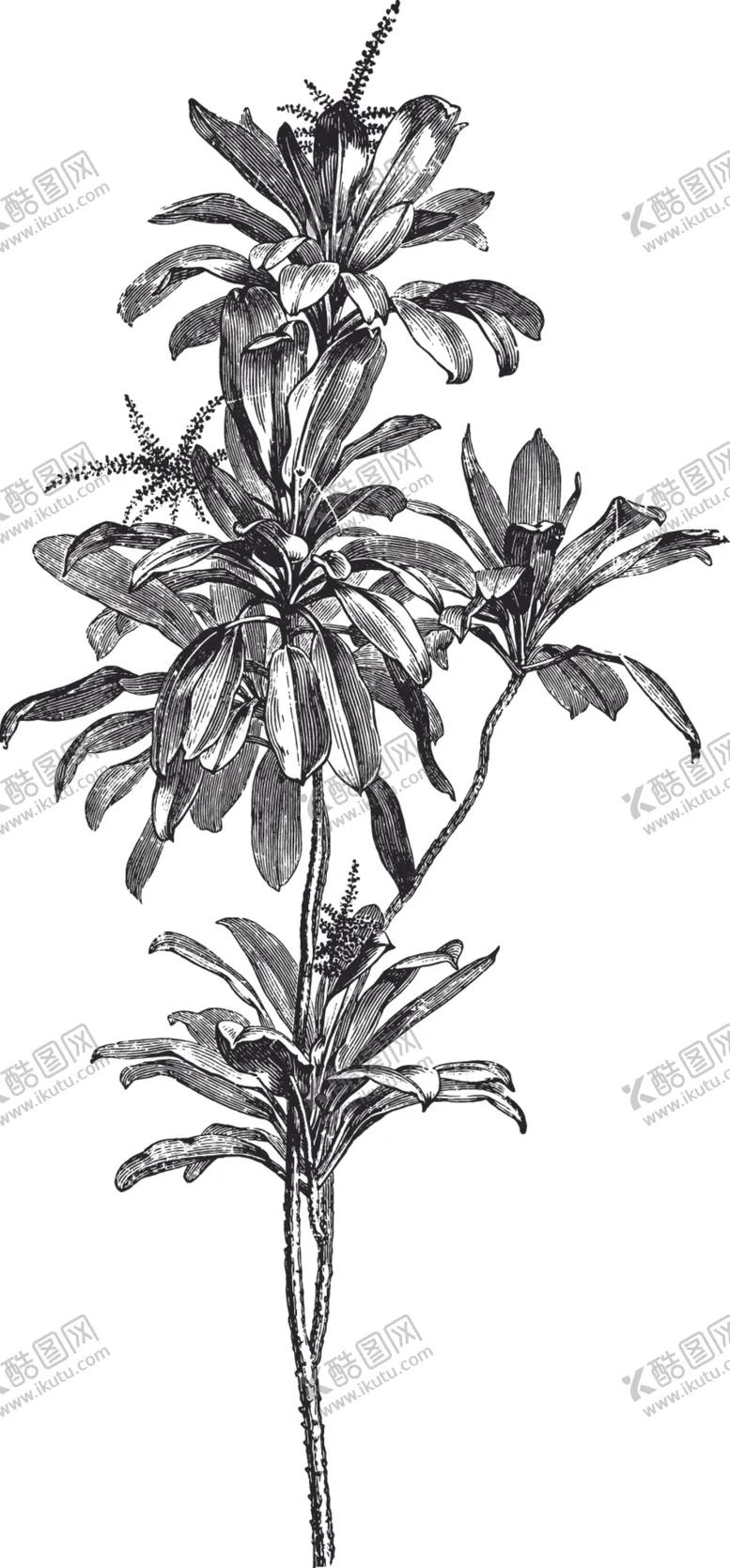 编号：18611806262345204060【酷图网】源文件下载-线描植物