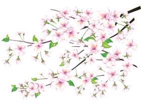 樱花