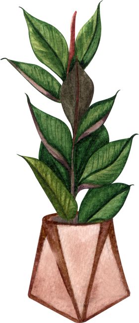 绿植水彩插画