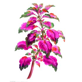 鲜花素材粉玫瑰真植物草