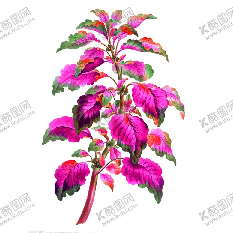 编号：80370105101353523068【酷图网】源文件下载-鲜花素材