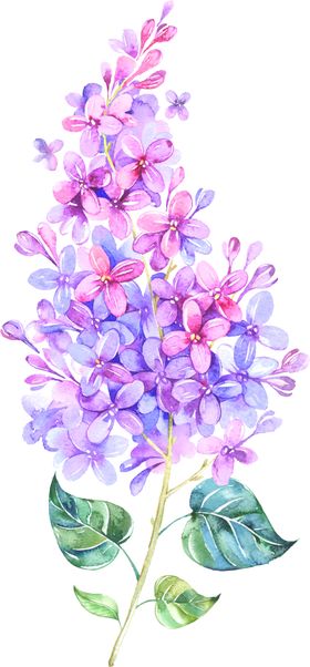 手绘薰衣草