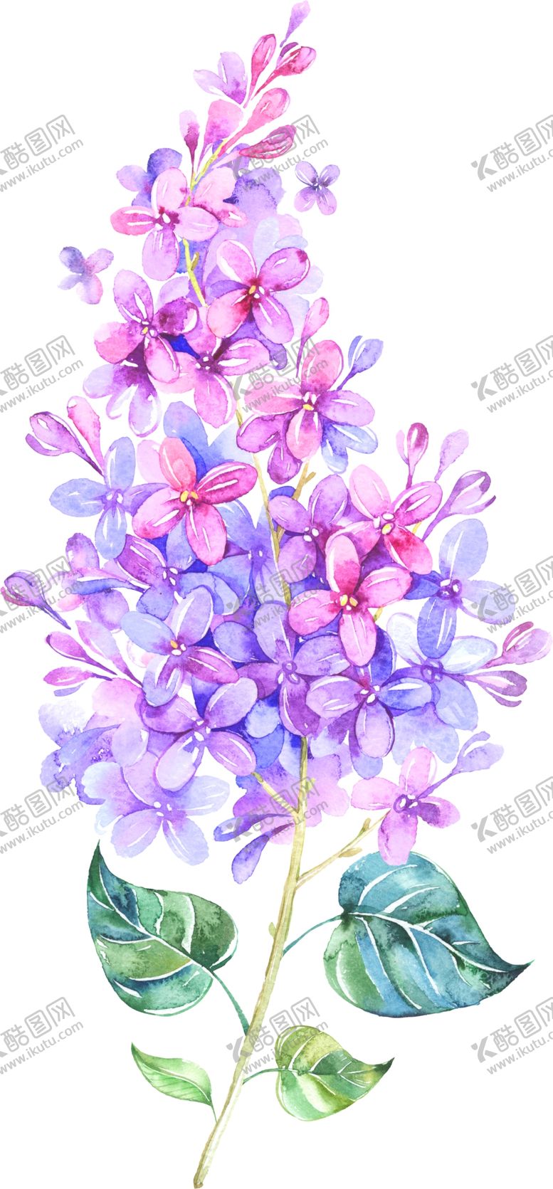 编号：17939905021201035992【酷图网】源文件下载-手绘薰衣草