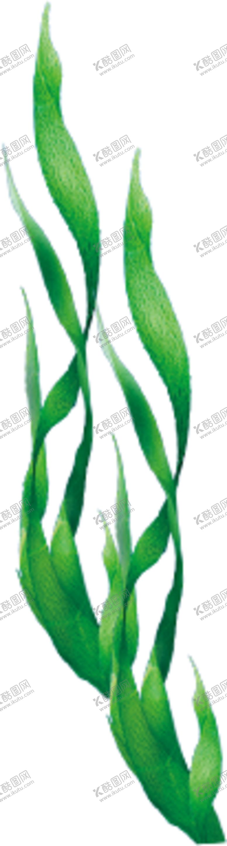 编号：93805206260838341786【酷图网】源文件下载-海草素材