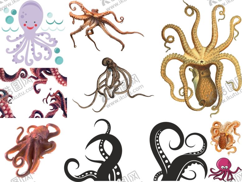 编号：47561709270712461882【酷图网】源文件下载-章鱼png免扣高清素材