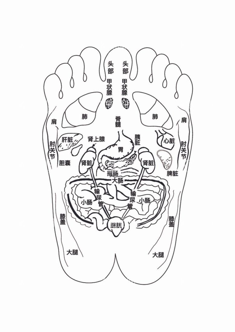 编号：92064711300530036698【酷图网】源文件下载-脚穴位图