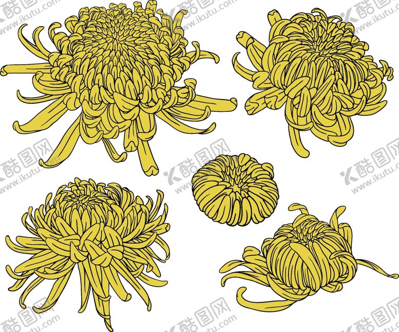 编号：55775809232144128635【酷图网】源文件下载-线条菊