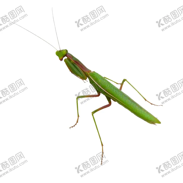 编号：53548204171300304635【酷图网】源文件下载-螳螂