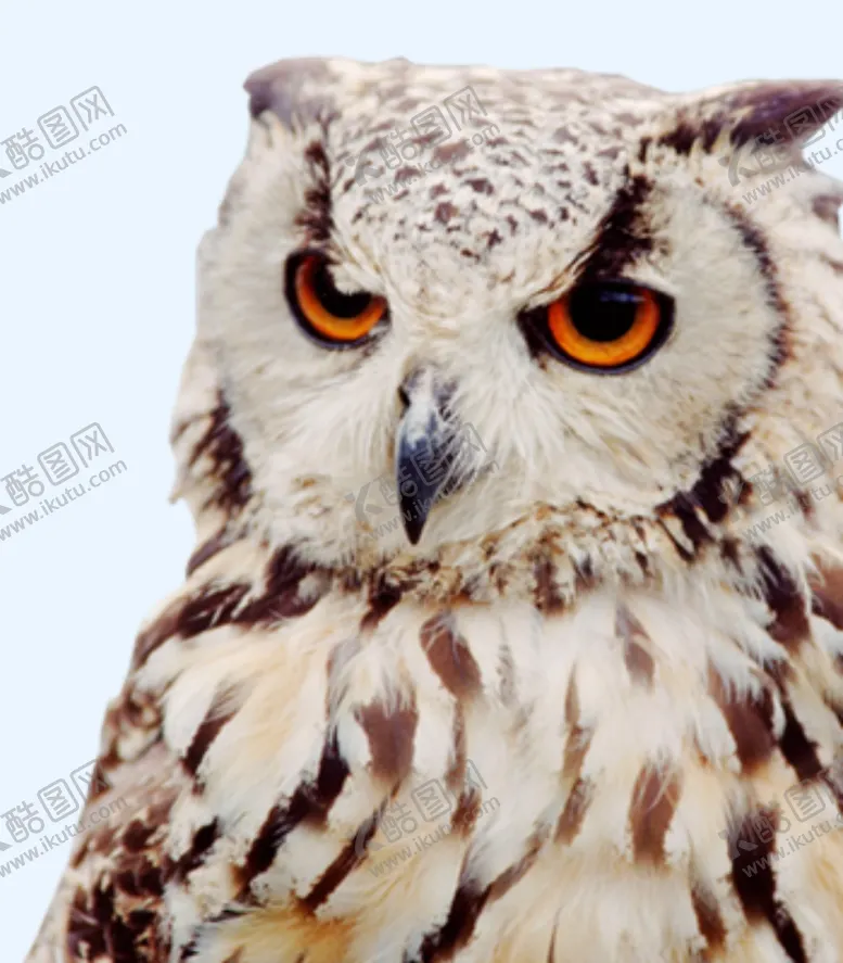 编号：67976212081511251501【酷图网】源文件下载-猫头鹰