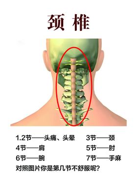 颈椎结构图示
