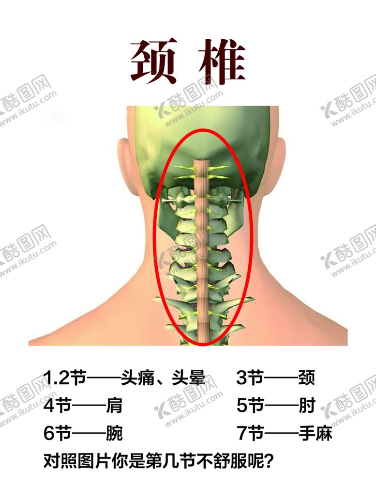 编号：18398604291605582865【酷图网】源文件下载-颈椎结构图示