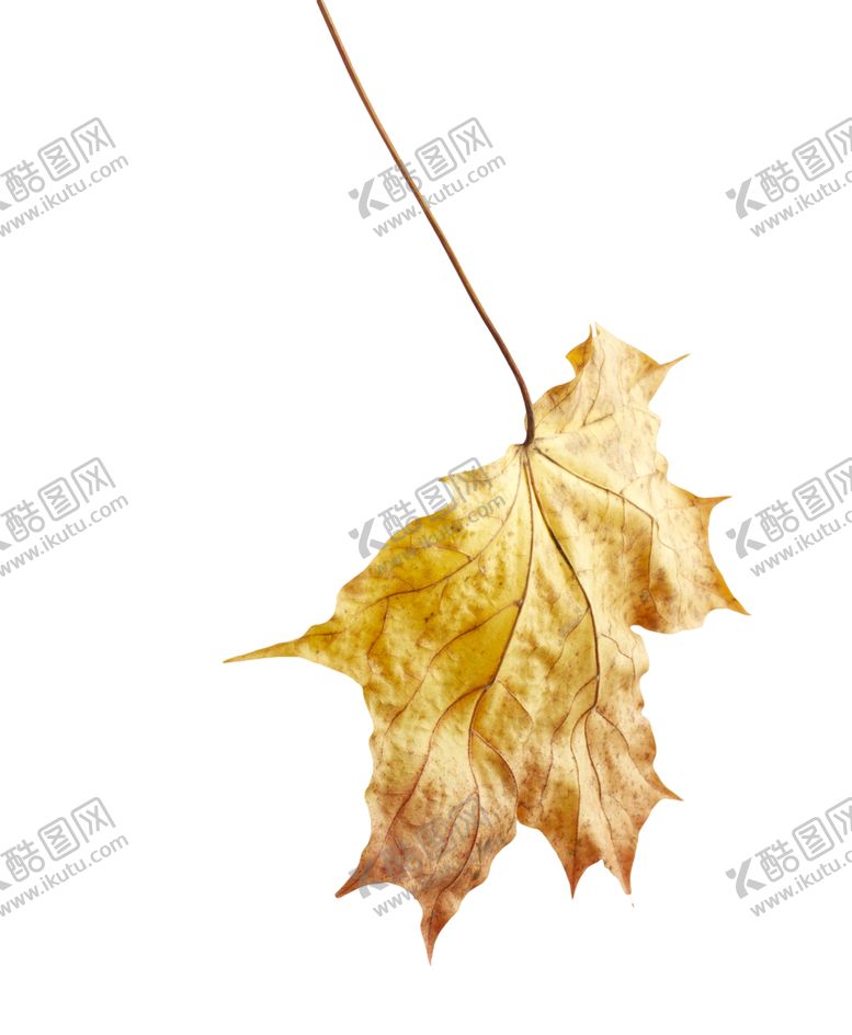 编号：27432707141312086374【酷图网】源文件下载-枫叶