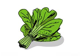 手绘菠菜