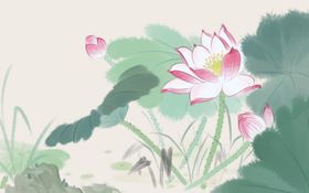 手绘荷花插画