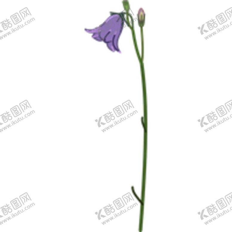 编号：75604506171719166064【酷图网】源文件下载-免扣风铃草元素图片