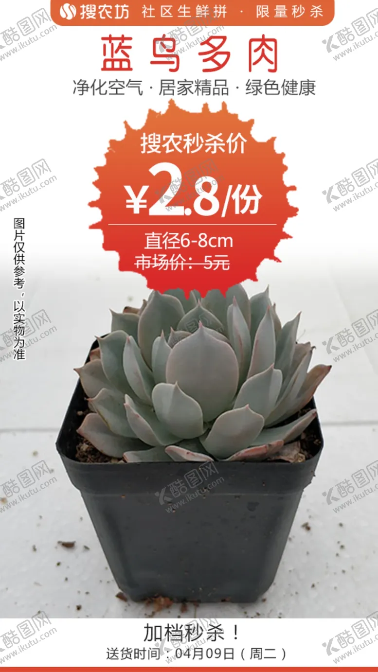 编号：27504705040613579799【酷图网】源文件下载-蓝鸟多肉1个