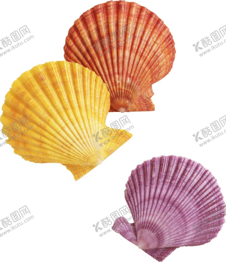 编号：18459702130751581061【酷图网】源文件下载-贝壳 扇贝 海扇蛤 蛤蜊 花蛤
