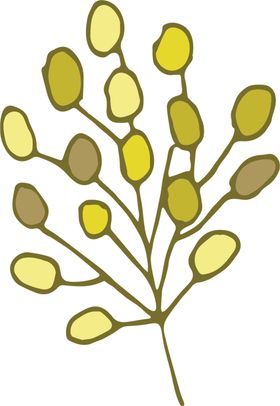 手绘植物