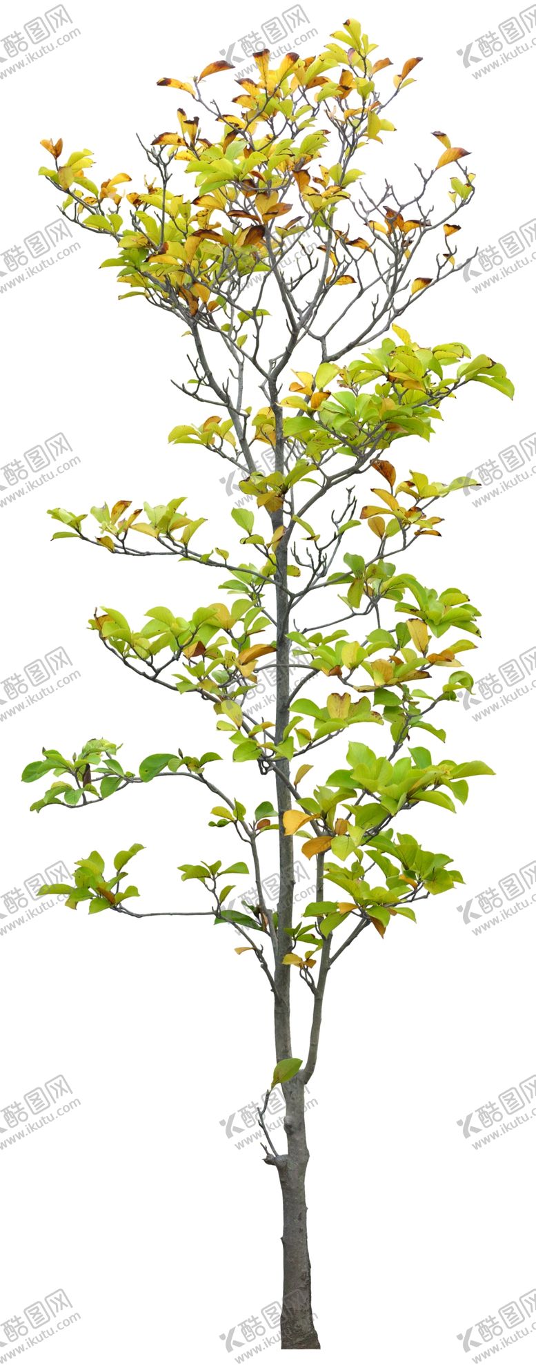 编号：27778705031952068458【酷图网】源文件下载-免扣植物素材图片