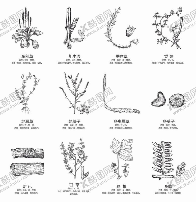编号：42508610051322148016【酷图网】源文件下载-简笔中草药黑白手绘
