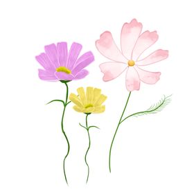 格桑花插画