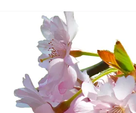 手绘粉色樱花免扣素材图片卉印国画朵工笔画