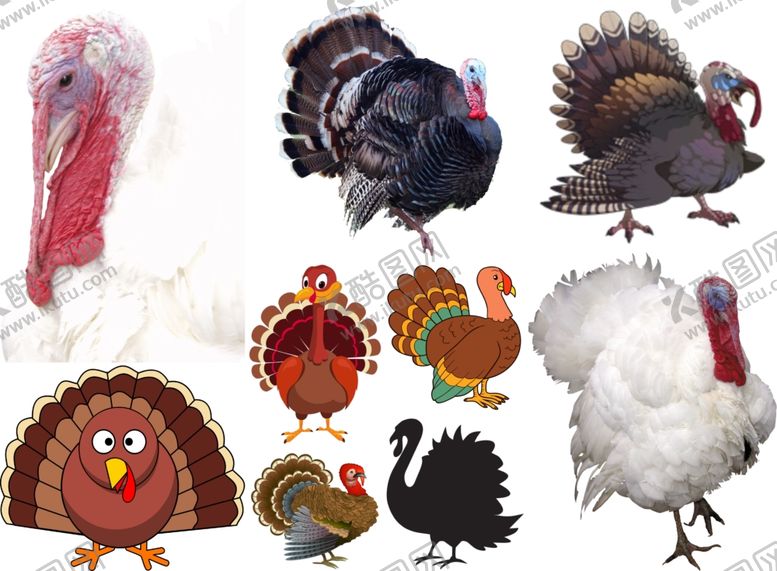 编号：45973409201223533333【酷图网】源文件下载-珠鸡png免扣高清素材