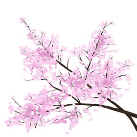 手绘桃花白色樱粉色樱樱展武大樱