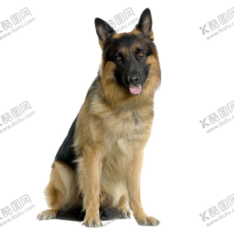 编号：71137203262251584089【酷图网】源文件下载-牧羊犬