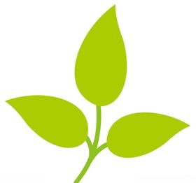 叶子上柒