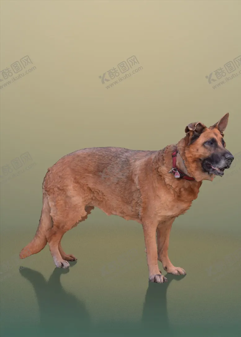 max模型动物狼狗素材3D3d