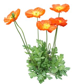 免扣花卉素材