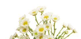 雏菊植物清新海报背景素材