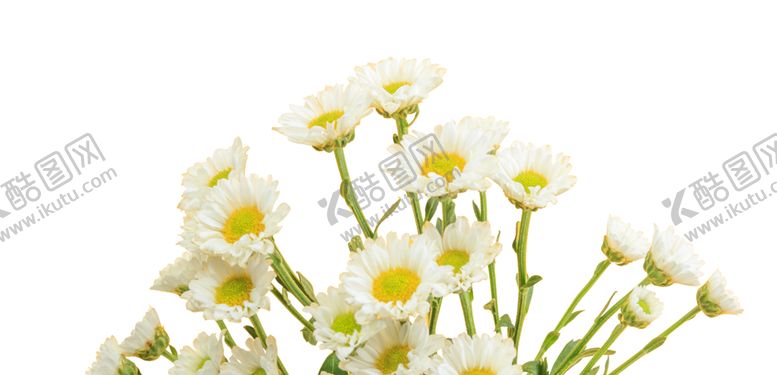 编号：42505809082254155558【酷图网】源文件下载-雏菊植物清新海报背景素材