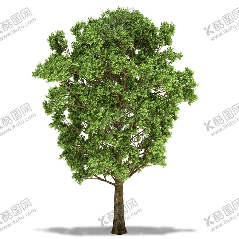 编号：83779309180429324548【酷图网】源文件下载-树木