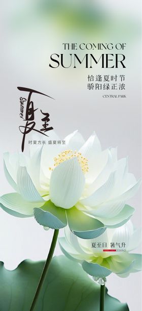 夏至海报二十四节气荷花天