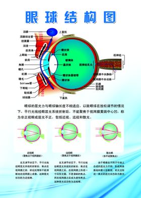 眼球结构