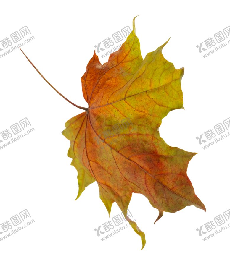 编号：32753009261540578106【酷图网】源文件下载-枫叶