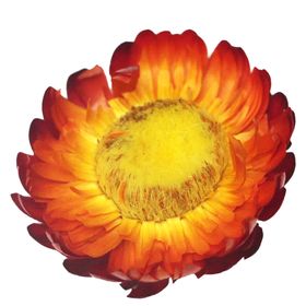 免抠背景干花枯花