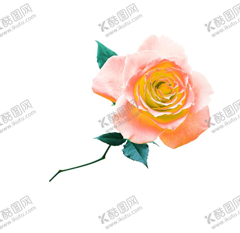 编号：64459709240912501371【酷图网】源文件下载-花素材