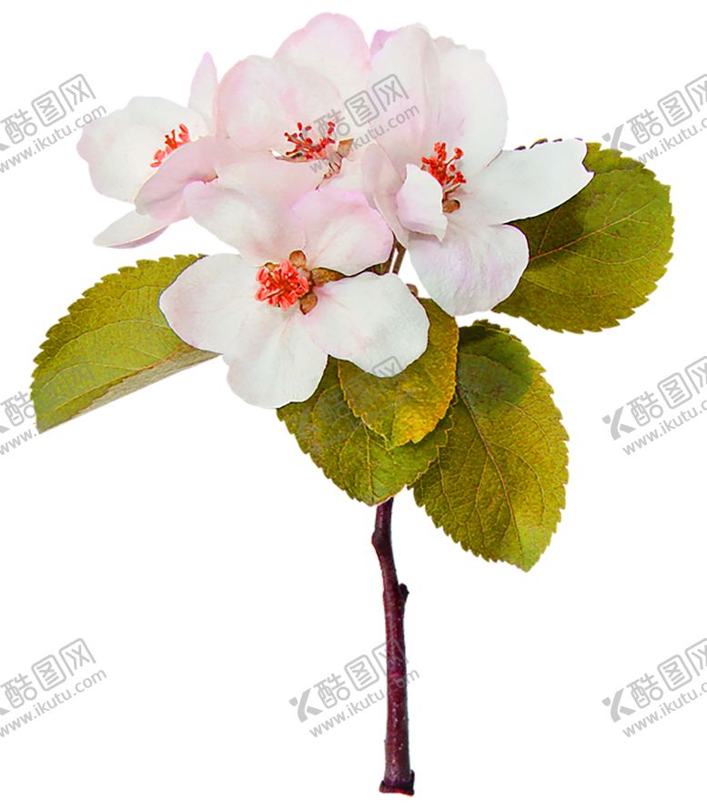 编号：57259505161735244916【酷图网】源文件下载-鲜花素材