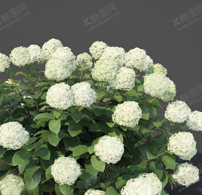 编号：29052403160216036658【酷图网】源文件下载-3DMAX模型乔木绣球树木灌木