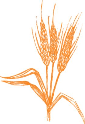 小麦