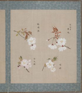 樱花